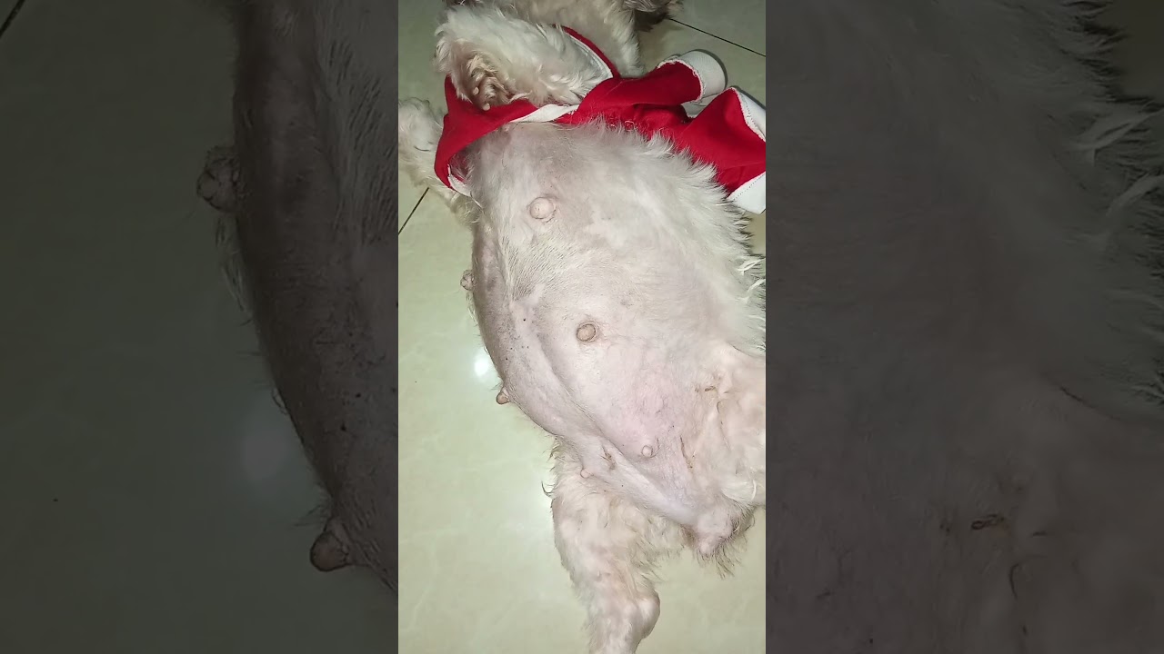 62 days pregnant shih tzu 