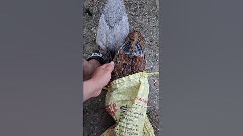 gà ta chui đầu vào túi để ăn uống buổi quá.qaib hmoob noj pob kws hauv nab