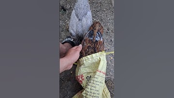 gà ta chui đầu vào túi để ăn uống buổi quá.qaib hmoob noj pob kws hauv nab