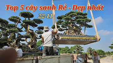 Top 5 Cây Sanh Rẻ, Đẹp đáng chơi nhất Nhà Vườn Phong Sơn
