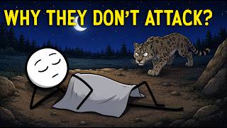 Why Wild Animals Are Afraid to Attack You at Night