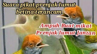 suara pikat prenjak lumut betina terancam kombinasi prenjak kepala merah/prenjak ribut