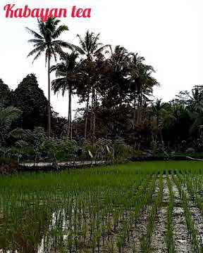 TEPANG SONO suling kabayan