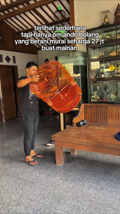 Murai batu 27 jt buat mainan ! hanya om andri bolang yang berani #omandribolang #kicaumania #bursa