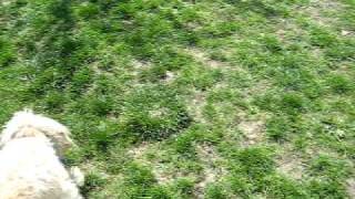 MVI_6789.AVI