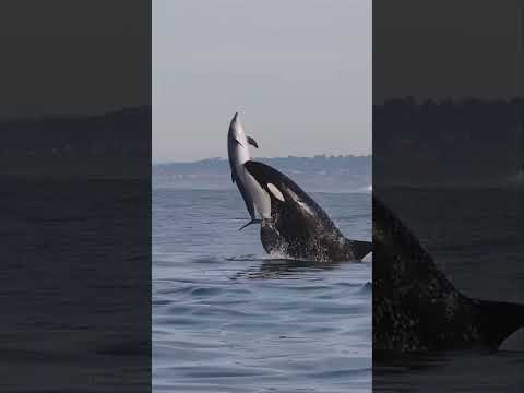 கடலின் சக்திவாய்ந்த விலங்கு || You Won’t Believe What Orcas Can Do || Tamil Galatta News #shorts