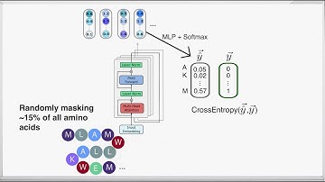 ESM-2 Protein Language Model Explained – Architecture & Training