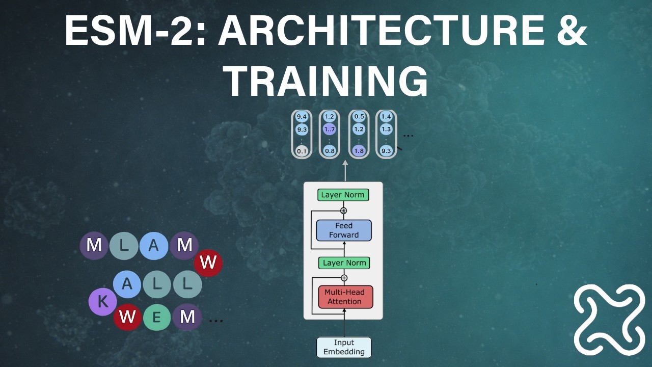 ESM-2 Protein Language Model Explained – Architecture & Training - YouTube
