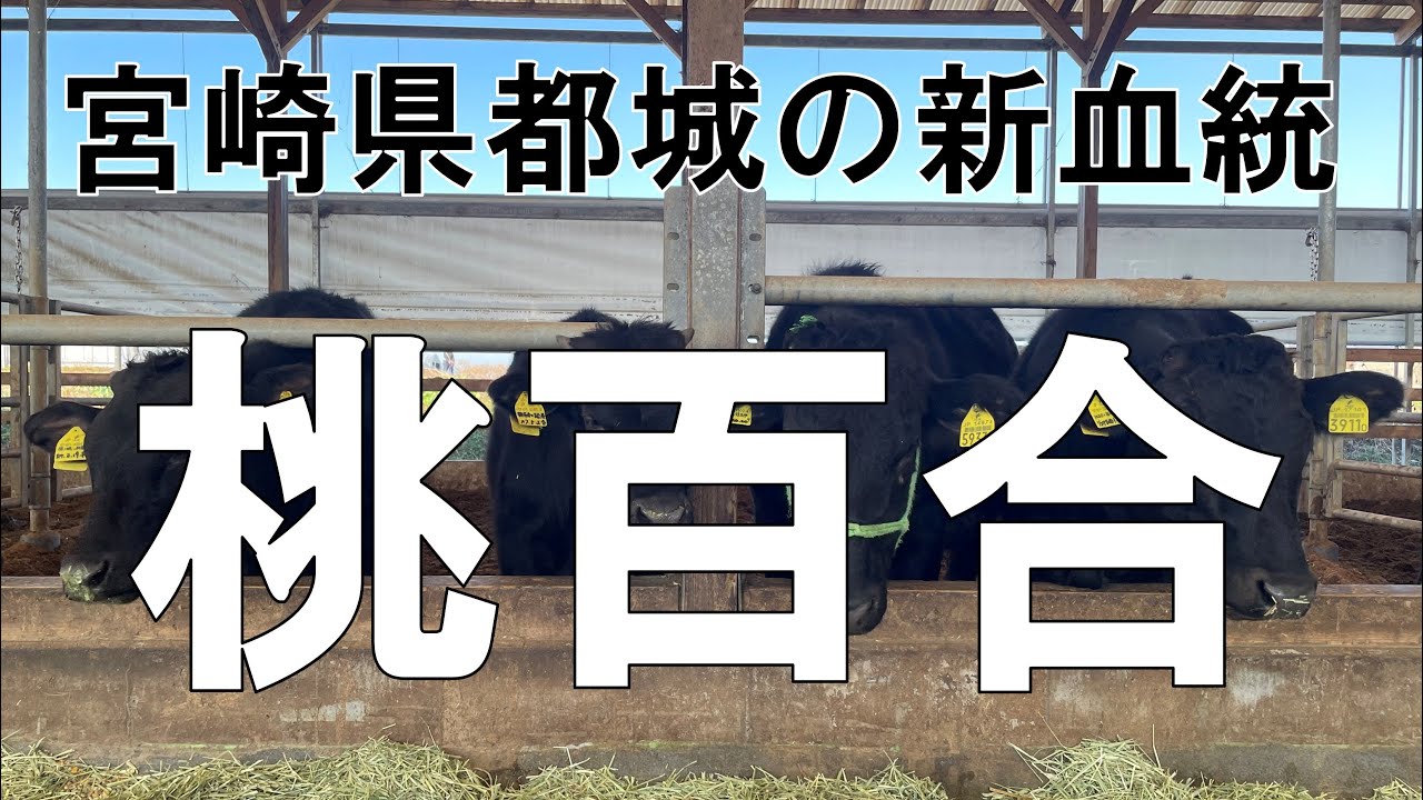 宮崎県の新・種雄牛【桃百合】の現場検定