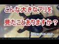 初めてみた巨大アリ！！