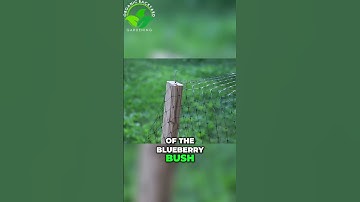 Protect Your Strawberries and Blueberries from Birds and Squirrels | Easy Netting Method