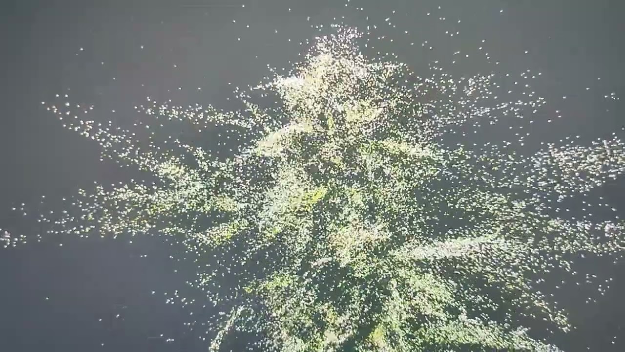 3d gaussian splatting - plant - postshot