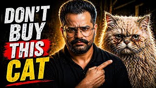 Don’t Buy a Persian Cat. Watch This First. | PETPEDIAA 