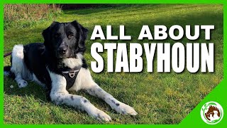 All about the Stabyhoun Dog Breed