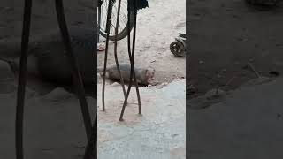 cute mongoose ❤️❤️❤️❤️