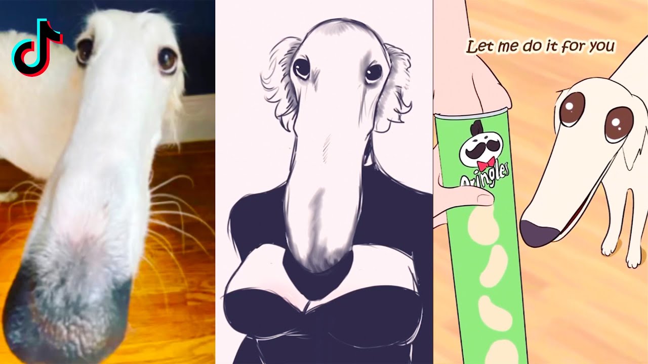 Long Nose Dog/Borzoi Dog Memes (Didn't I do it for you) TIK TOK