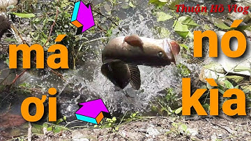 câu vịt mùa mưa // câu vịt ao nhà lâu năm gặp ổ khối đèn lại lên cá cụ