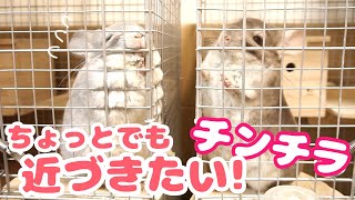 ちょっとでも近くに行きたくて頑張るチンチラが可愛すぎる…！！【チンチラ日記　その15】Chinchilla's Diary 15