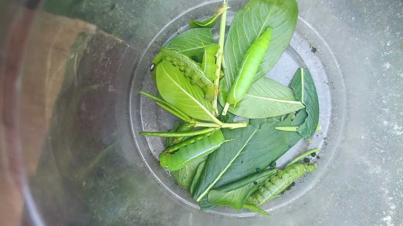 🐛Caterpillar eating leaves (Timelapse) 🤗