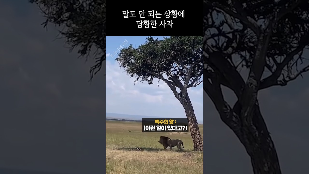 말도 안 되는 상황에 당황한 사자