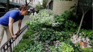 A front yard in Manhattan - Urban Gardener video
Foundation planting in the concrete jungle. This episode explores a front yard garden in Manhattan.
Urban Gardener is a video series dedicated to exploring some of the most interesting city green spaces and meeting some of the most creative urban gardeners around the US, whether theyre just off a street or ontop of a skyscraper - well find em.
This series is produced by SPACES - a YouTube original Home + Design channel.
Watch more on SPACEStv
Subscribe at http://www.YouTube.com/SPACEStv
Follow us at http://www.twitter.com/SPACEStv
Friend us at http://www.facebook.com/SPACEStv
Pin with us at http://www.Pinterest.com.SPACEStv
See more photos at http://SPACEStv.tumblr.com A front yard in Manhattan - Urban Gardener video