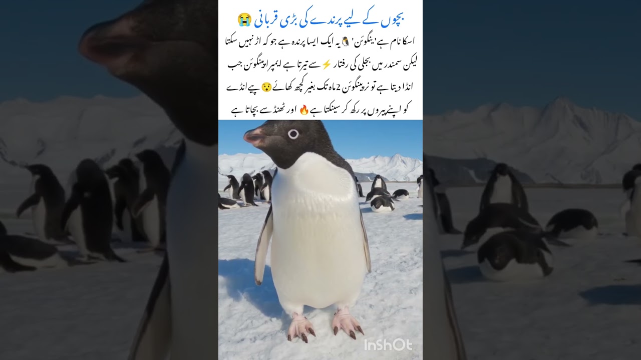 Penguin Facts That Will Shock You 🐧❄ 