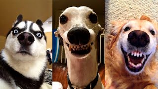 Dogs Videos But Try Not To Laugh🤣😂Part 87