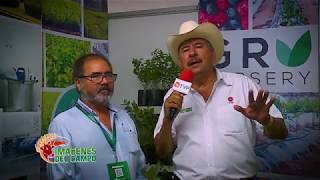 IMÁGENES DEL CAMPO,  ALINSUMOS, CULTIVO DE CHILE Y ARÁNDANOS EN SINALOA