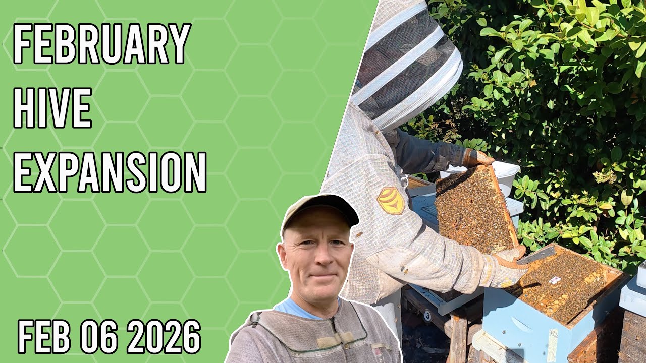 Расширение улья в феврале - Джексонвилл, Флорида, зона 9b