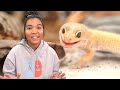 Leopard gecko daily routine a day in the life