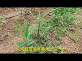 往生薑地裡丟一把它，生薑產量翻倍還能提前採收，用過的都誇好 #三農種植 ，#生薑如何高產