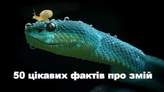 50 Интересных Фактов О Змеях