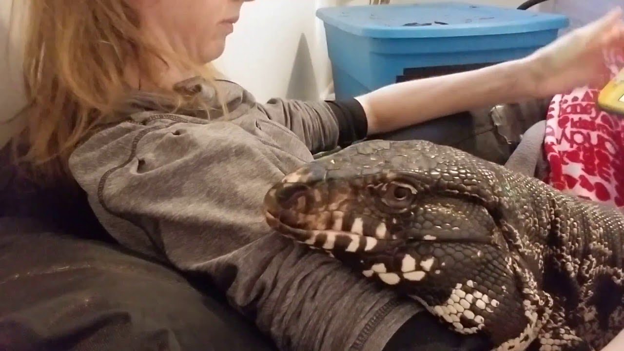 Winston the Tegu Wants Attention