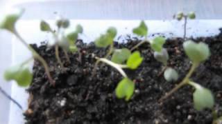 видео Капуста декоративная - выращивание из семян и уход за растением