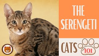 Cats 101  SERENGETI CAT  Top Cat Facts about the SERENGETI