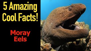 5 Fascinating Facts About Moray Eels