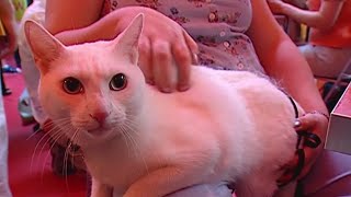 Free pet microchipping events in DC this weekend