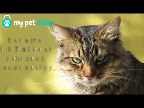 My Pet Codes | Promos, Coupons, & Deals