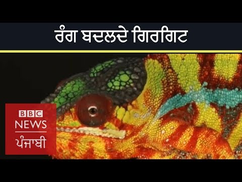 How do chameleons change colour? | BBC NEWS PUNJABI