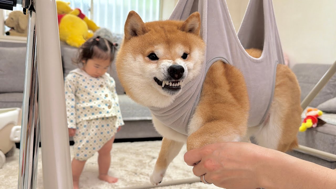Banbi⭐️ページ ★馬に変身赤柴ちゃん 豆柴に感情移入してしまう1歳児と泣き叫びながらも最後まで爪切りを