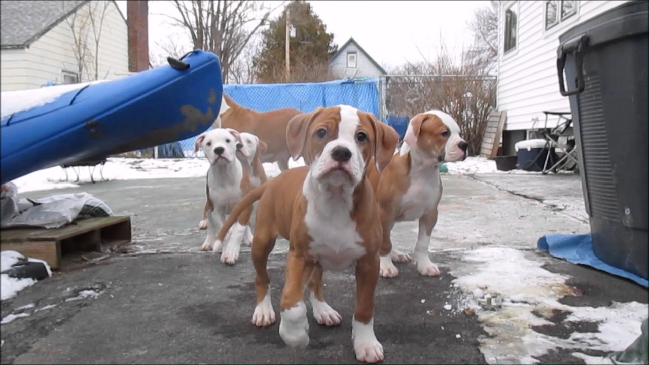 American Bulldogs puppies cny YouTube