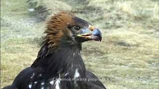 caza del zorro con águila real