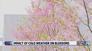 Ask Ellen: Will cold snap affect early tree blossoms? Profile