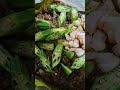 Ikan Bakar (Food Premier Malihah)