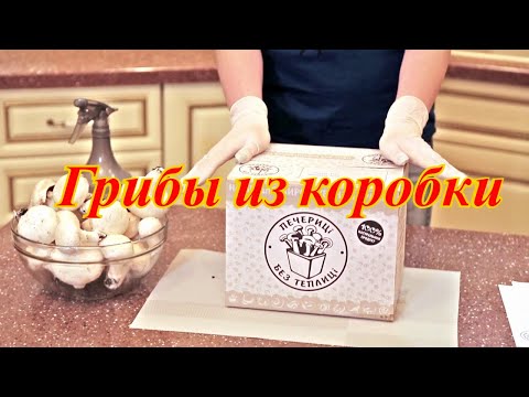 Грибы из коробки