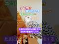 ３年間も飛び続ける鳥がいるらしい20260630ライブ ハイライト#snowyowl #シロフクロウ #owl #フクロウ