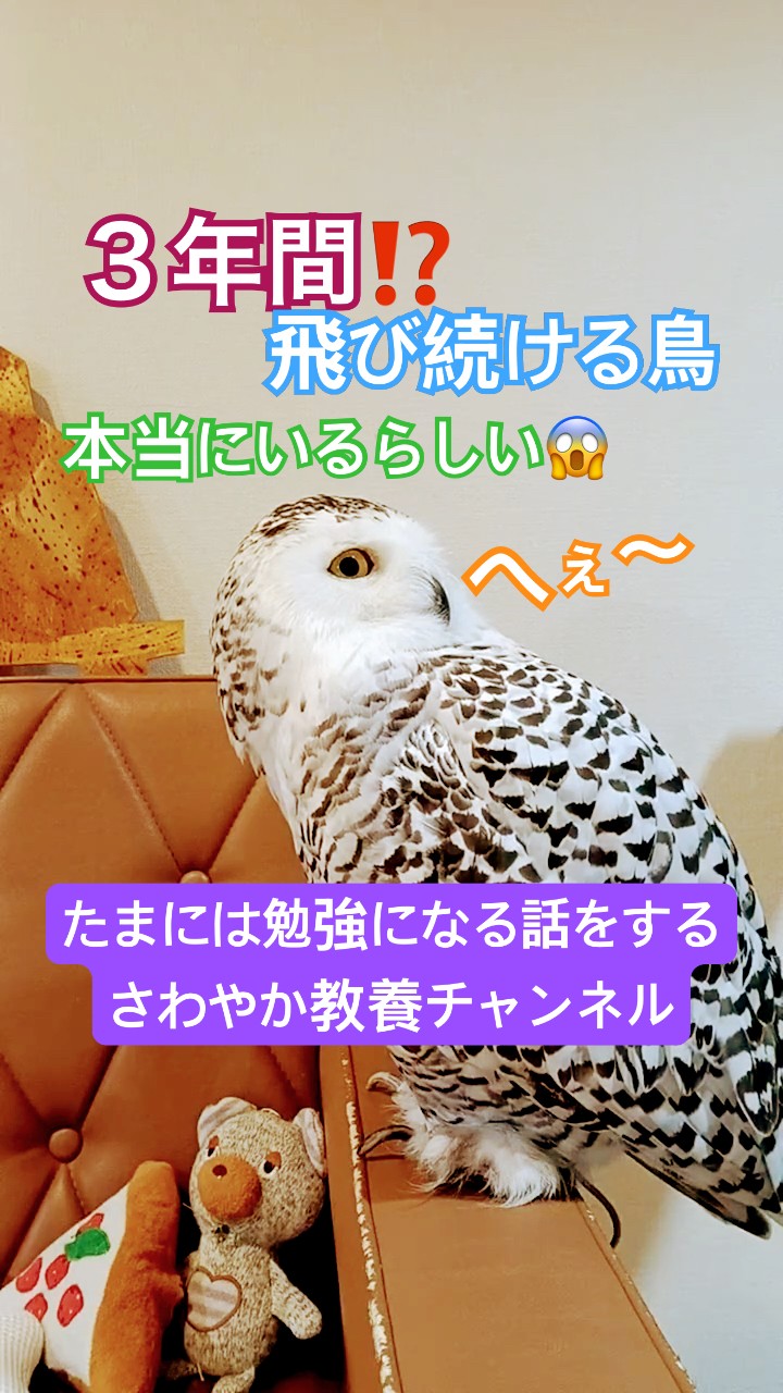 3年間も飛び続ける鳥がいるらしい20260630ライブ ハイライト#snowyowl