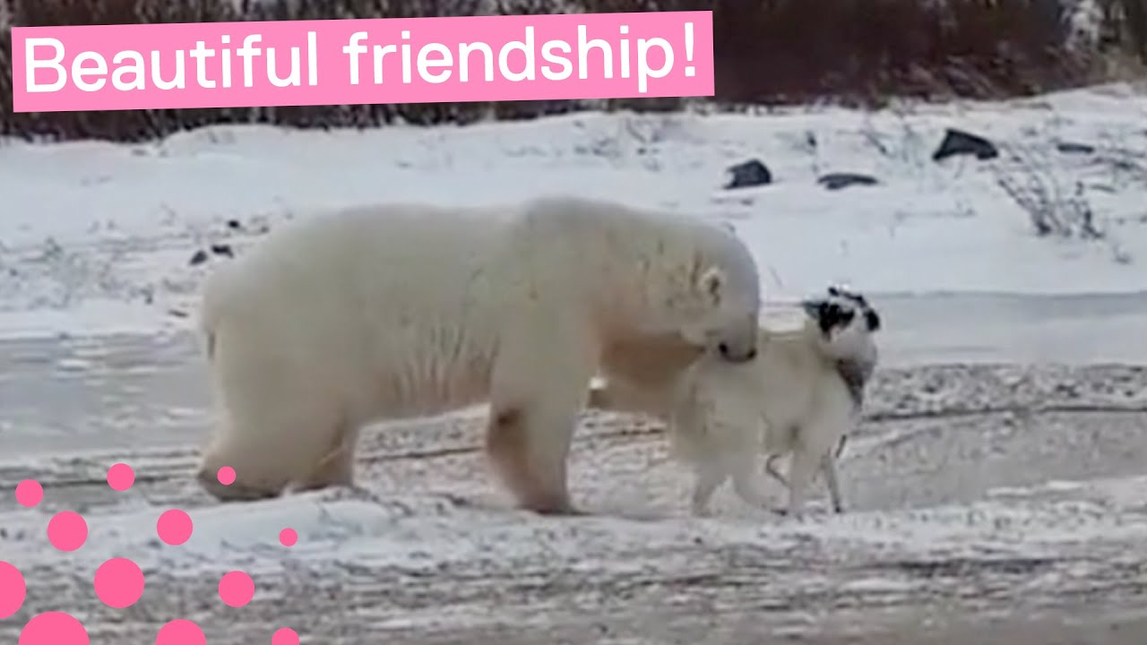 polar bears and dogs