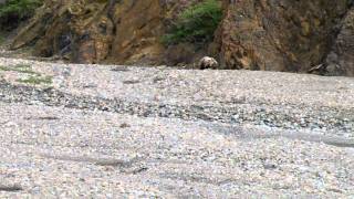 Grizzly Denali.AVI