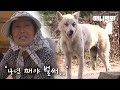 기괴한 모습의 세발 백구가 본인의 운명이라는 할머니ㅣStory Of A Grandma Who's Been A Stray, Three-Legged Dog's Fourth Leg